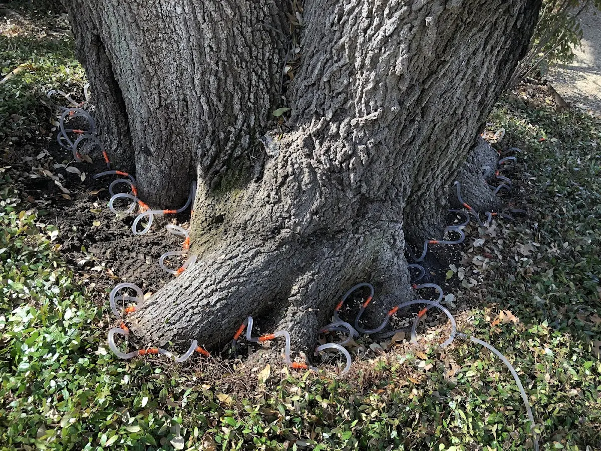 Detailed Tree Cabling and Bracing job site in Reedsport